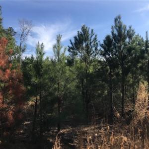 Photo #8 of 52+ac Indian Trail, Suffolk, Virginia 52.2 acres