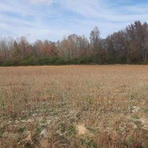 Photo #1 of 36+ac Corinth Chapel Road, Suffolk, Virginia 36.6 acres