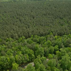 5.84 Wooded Acres on Remo Rd - Additional View