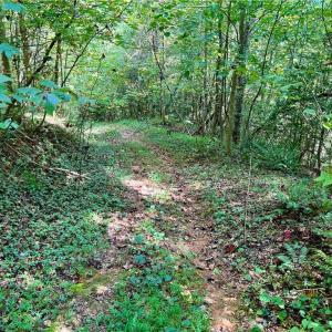 Photo #23 of Pedigo Ridge, Claudville, VA 41.6 acres