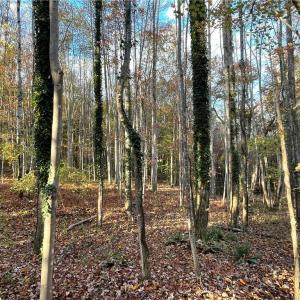 Photo #7 of Johnson, King, NC 17.1 acres