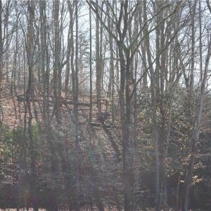 Photo #18 of 1248 Sands, Lawsonville, NC 81.8 acres