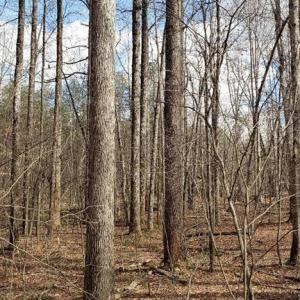 Poplar forest