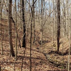 A spring stream in the hardwoods