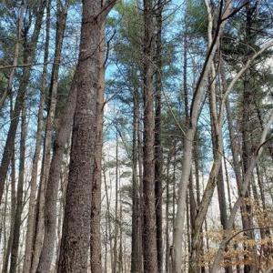 White pine grove