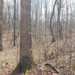 White Oak forest, outstanding wildlife habitat, beautiful homesites