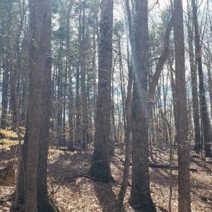 Oak forest, homesites