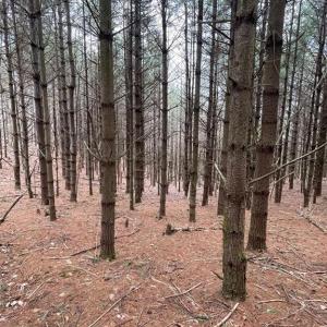 Photo #5 of TBD Lot 40 Chestnut Falls, Galax, VA 6.3 acres