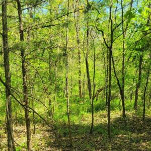 Wooded lot