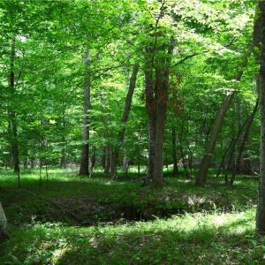 Photo #18 of Dillard, Madison, NC 229.0 acres