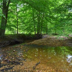 Photo #17 of Bethesda Church, Madison, NC 223.0 acres