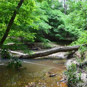 Photo #18 of Bethesda Church, Madison, NC 223.0 acres