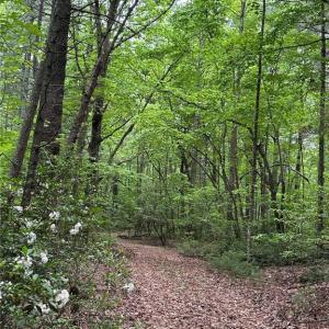 Photo #13 of TBD Apple Ridge Road, Cana, VA 24.2 acres