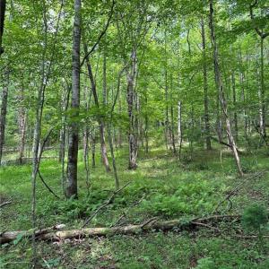 Photo #17 of TBD Apple Ridge Road, Cana, VA 24.2 acres