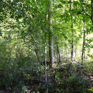 Photo #16 of Cherry Grove, Reidsville, NC 149.0 acres