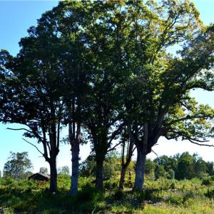 Photo #7 of Cherry Grove, Reidsville, NC 149.0 acres