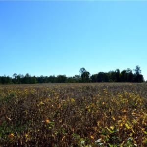 Photo #5 of Cherry Grove, Reidsville, NC 149.0 acres