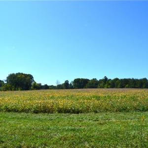 Photo #34 of Cherry Grove, Reidsville, NC 149.0 acres