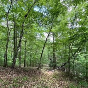 Photo #7 of 1355 Luna, Sandy Ridge, NC 18.6 acres