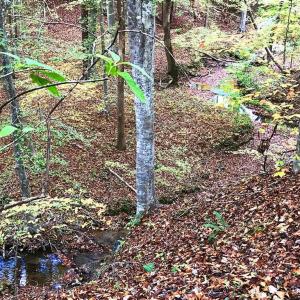 Photo #3 of 1355 Luna, Sandy Ridge, NC 18.6 acres