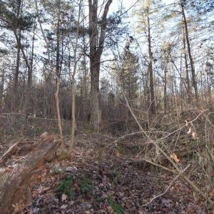 Photo #18 of Plank Road, Dillwyn, VA 30.3 acres