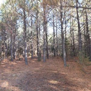 Photo #21 of Plank Road, Dillwyn, VA 30.3 acres