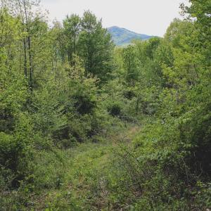 Photo #29 of 1435 Brewster Hollow Road, Bandy, VA 756.0 acres