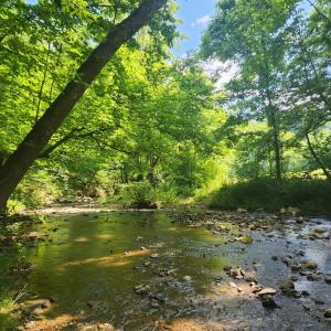 Photo #5 of River Bottom Ln, Concord, VA 231.2 acres