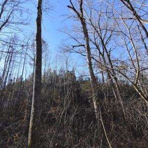 Photo #21 of Lot 3 PLANK RD, DILLWYN, VA 30.3 acres