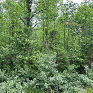 Photo #5 of Lot B and C MONTVIEW DR, RUCKERSVILLE, VA 21.7 acres