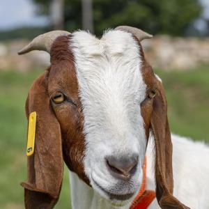 goat-2