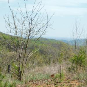 mountain view on 50 acre tract
