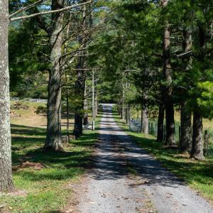 Tree- lined entry