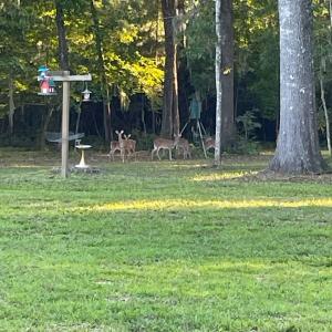 Deer coming for an afternoon visit!