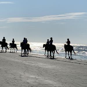 Horses on the Beach