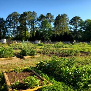 GARDEN AREA