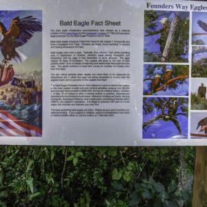 Bald eagle nest info