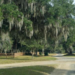 Selkirk Plantation #2