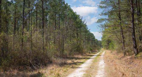 Gum Swamp Road Main