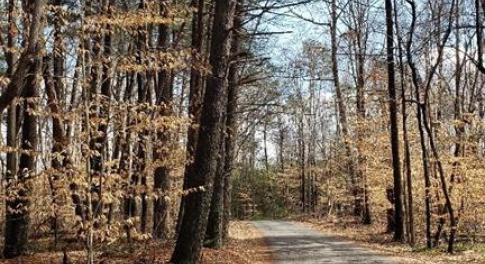 Claude Ratledge Rd through old timber